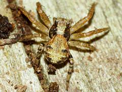 Crab Spider